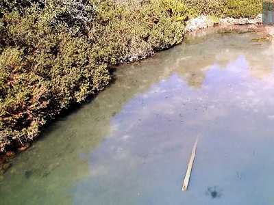 Nell�acqua nuotano indisturbati alcuni pesci: sembrano cefali, il che ci fa capire che il lago � salato